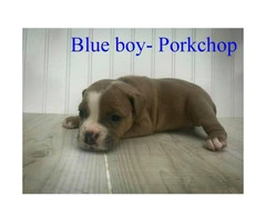 Olde English Bulldogge -  Pet costs and whole registration available - 7