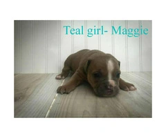 Olde English Bulldogge -  Pet costs and whole registration available - 8