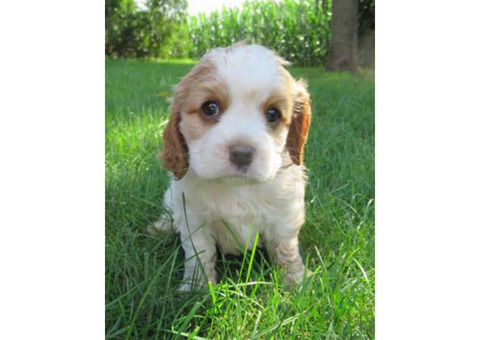 4 cute male Cockalier puppies for sale