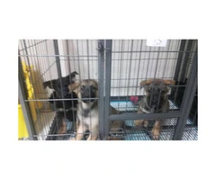 3  German shepherd  puppies - 5