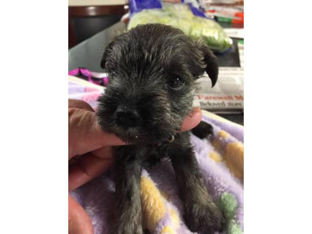 5 females CKC miniature schnauzer puppies for sale in ...