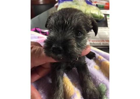 5 females  CKC miniature schnauzer puppies for sale