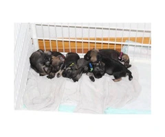 5 females  CKC miniature schnauzer puppies for sale - 2