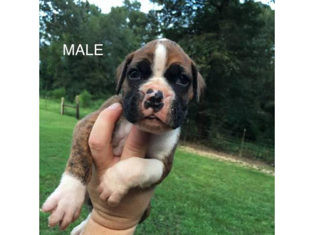 2 Reg. AKC Boxers puppies with great bloodlines, in