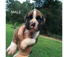 2 Reg. AKC Boxers puppies with great bloodlines,