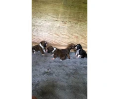 2 Reg. AKC Boxers puppies with great bloodlines, - 2