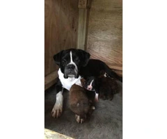 2 Reg. AKC Boxers puppies with great bloodlines, - 3