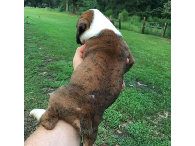 boxers for sale near me puppies boxers for sale near me puppies