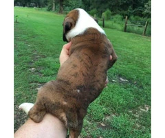 2 Reg. AKC Boxers puppies with great bloodlines, - 4