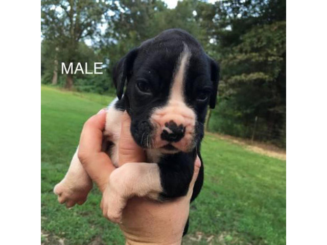 2 Reg. AKC Boxers puppies with great bloodlines, in