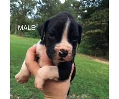 2 Reg. AKC Boxers puppies with great bloodlines, - 5