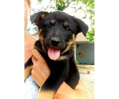 Adorable 7 week old Rottweiler female puppy for sale - 1