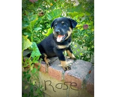 Adorable 7 week old Rottweiler female puppy for sale - 2