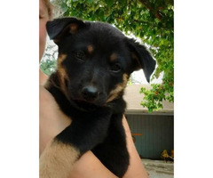 Adorable 7 week old Rottweiler female puppy for sale in ...