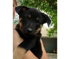Adorable 7 week old Rottweiler female puppy for sale - 3
