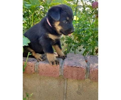 Adorable 7 week old Rottweiler female puppy for sale - 4