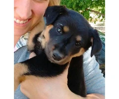 Adorable 7 week old Rottweiler female puppy for sale - 5