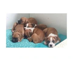 AKC full breed Boxer puppies