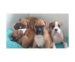 AKC full breed Boxer puppies - 2