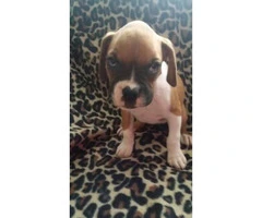 AKC full breed Boxer puppies - 3