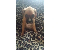 AKC full breed Boxer puppies - 4