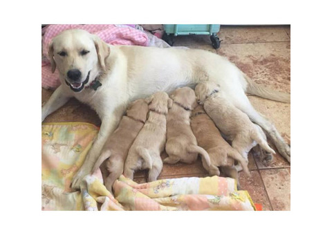 5 Labradoodle puppies