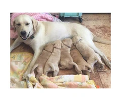 5 Labradoodle puppies - 1