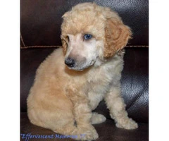 Beautiful Standard Poodle AKC and UKC registered - 1