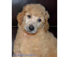 Beautiful Standard Poodle AKC and UKC registered - 2