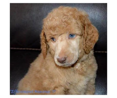 Beautiful Standard Poodle AKC and UKC registered - 3