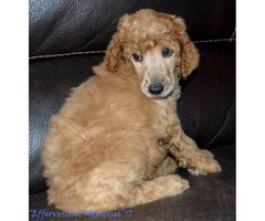 Beautiful Standard Poodle AKC and UKC registered - 4