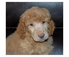 Beautiful Standard Poodle AKC and UKC registered - 5