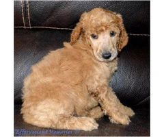 Beautiful Standard Poodle AKC and UKC registered - 6