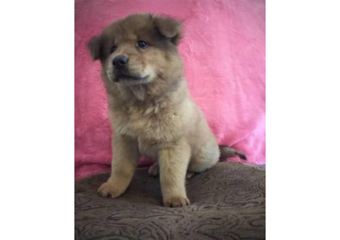 one chow puppy left
