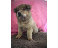 one chow puppy left