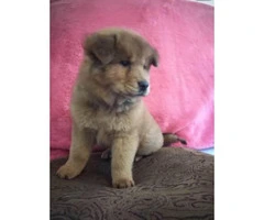 one chow puppy left - 2