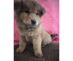 one chow puppy left - 3