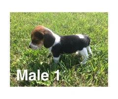 Litter of purebred beagle puppies for sale
