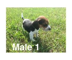 Litter of purebred beagle puppies for sale - 2