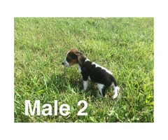 Litter of purebred beagle puppies for sale - 4