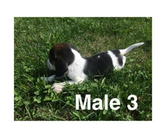 Litter of purebred beagle puppies for sale - 5