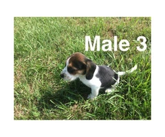 Litter of purebred beagle puppies for sale - 6