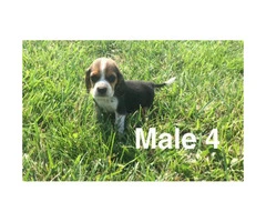 Litter of purebred beagle puppies for sale - 7