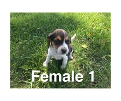 Litter of purebred beagle puppies for sale - 8