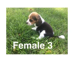 Litter of purebred beagle puppies for sale - 10