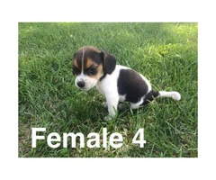 Litter of purebred beagle puppies for sale - 11