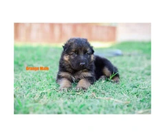 German Shepherd Puppies AKC ready for their new home - 4