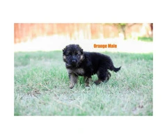 German Shepherd Puppies AKC ready for their new home - 6