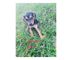 2 treeing walker coon hound puppies for sale