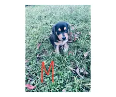 2 treeing walker coon hound puppies for sale - 2